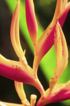Heliconia blossom with ants on it